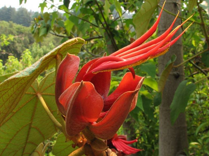 Apenhandboom (Chiranthodendron pentadactylon)