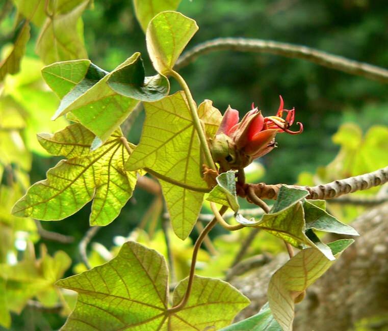 Apenhandboom (Chiranthodendron pentadactylon)