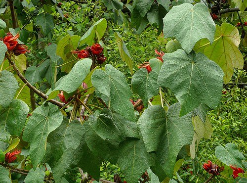 Apenhandboom (Chiranthodendron pentadactylon)