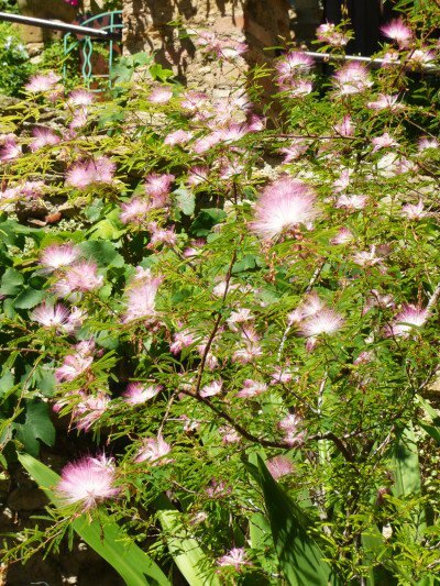 Fee&euml;ndoek (Calliandra eriophylla)