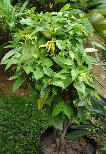 Ylang-ylang (Cananga odorata)