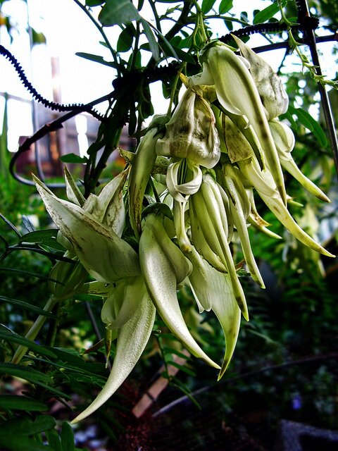 Witte papegaaiensnavel (Clianthus puniceus 'alba')