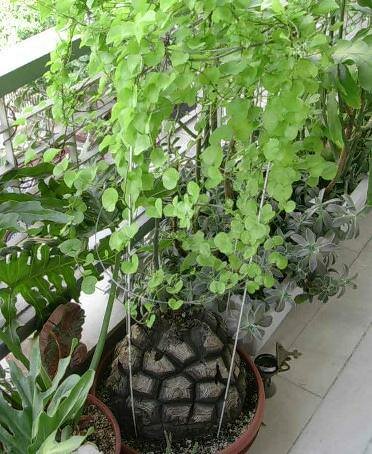 Schildpaddenschildplant (Dioscorea elephantipes)