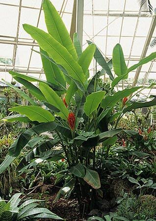 Rode sierbanaan (Musa coccinea)