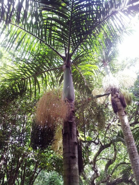 Spindelpalm (Hyophorbe verschaffeltii)