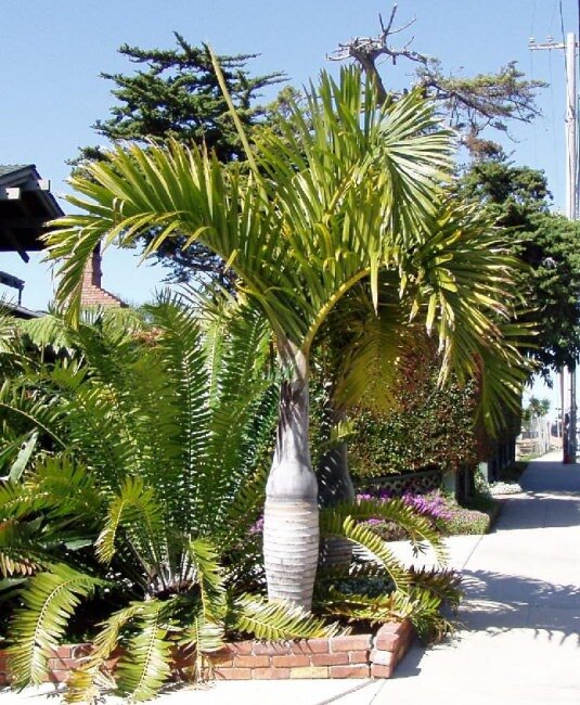 Spindelpalm (Hyophorbe verschaffeltii)