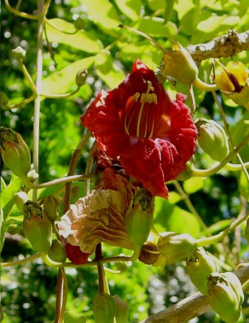 Worstenboom (Kigelia africana)
