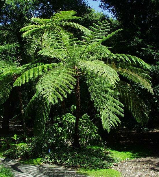 Australische boomvaren (Cyathea cooperi)