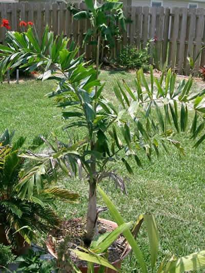 Vossenstaartpalm (Wodyetia bifurcata)