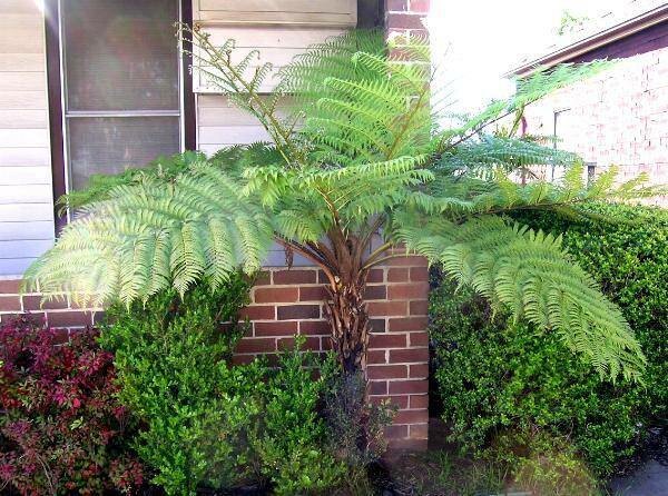 Boomvaren (Cyathea australis)
