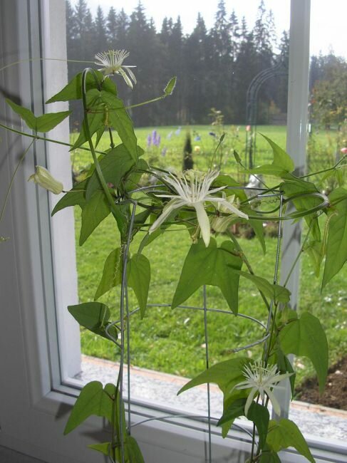 Passiebloem (Passiflora capsularis)