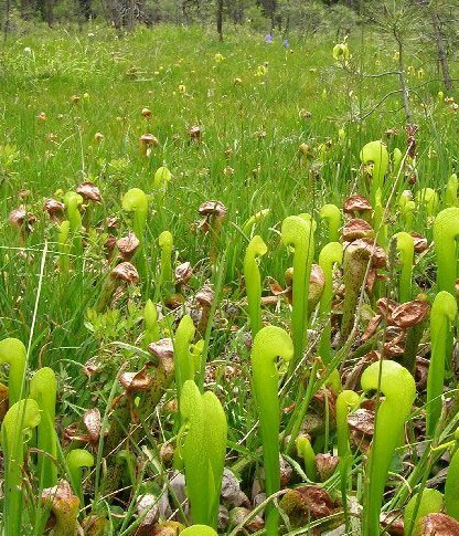 Cobralelie (Darlingtonia californica)