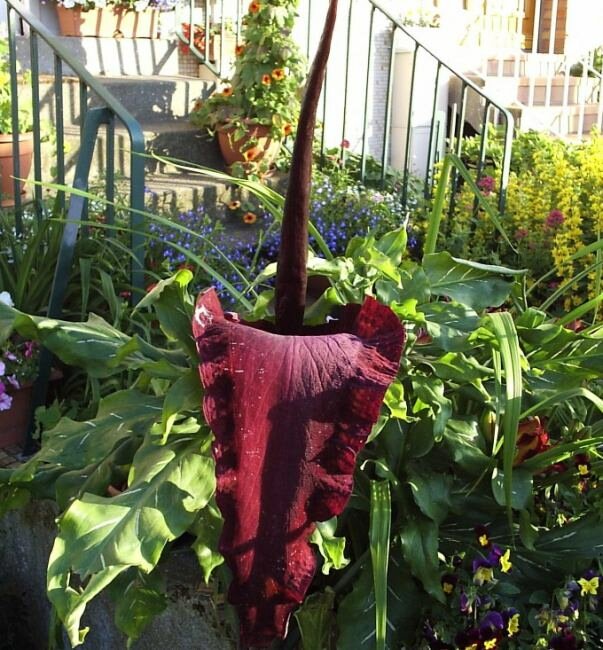Drakenwortel (Dracunculus vulgaris)