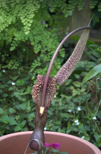 Voodoolelie (Typhonium venosum)