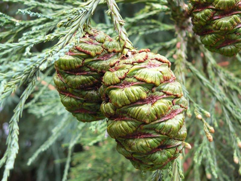 Mammoetboom (Sequoiadendron giganteum)