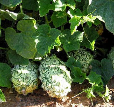 Kiwano (Cucumis metuliferus)