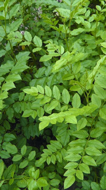 Chinese zoethout (Glycyrrhiza uralensis)
