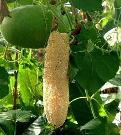 Sponscourgette (Luffa cylindrica)