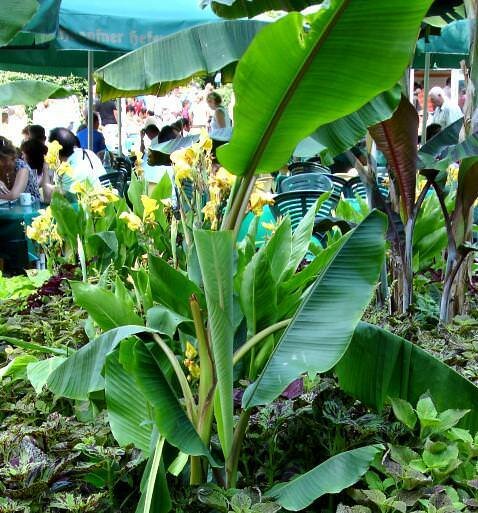 Cheesman banaan (Musa cheesmanii)