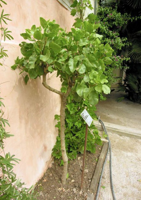Pistache (Pistacia vera)