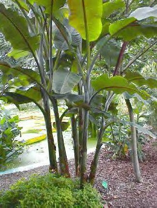 Zoete wilde banaan (Musa balbisiana)