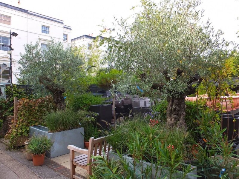 Europese olijf (Olea europaea)