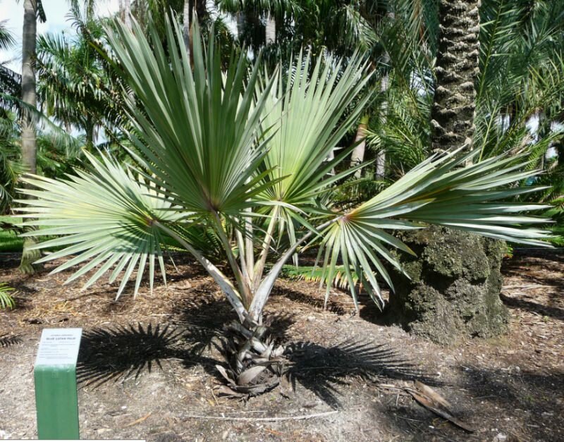 Blauwe latanpalm (Latania loddigesii)