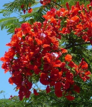 Flamboyant (Delonix regia)