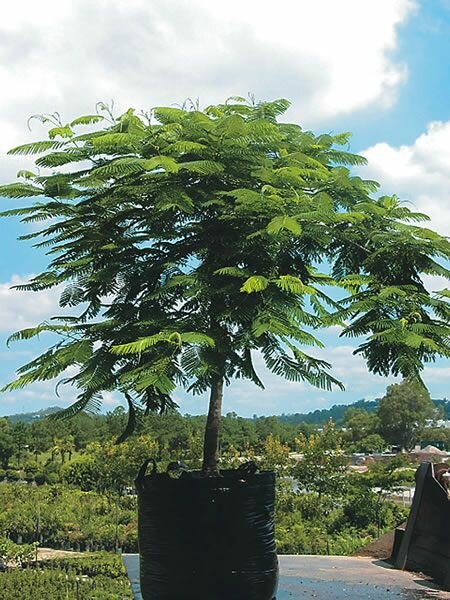 Flamboyant (Delonix regia)