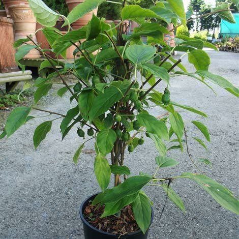 Mini-kiwi (Actinidia arguta 'Issai')