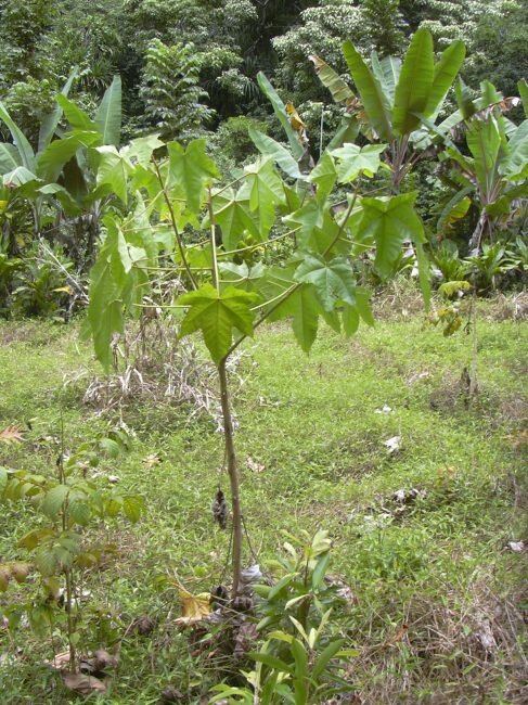 Kemiri (Aleurites moluccana)