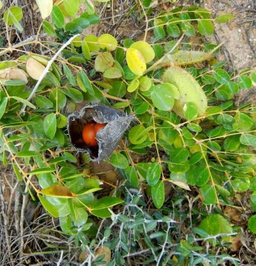 Gele knikkernoot (Caesalpinia ciliata)