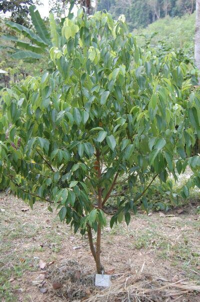 Kaneelboom (Cinnamomum zeylanicum)