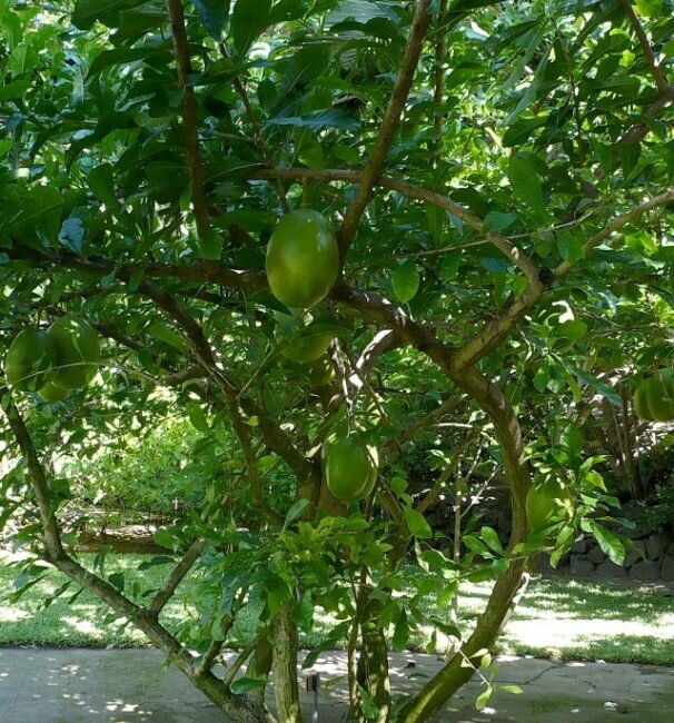 Kalebasboom (Crescentia cujete)