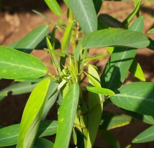 Telegraafplant (Desmodium gyrans)