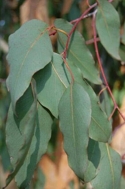 Alpine ash (Eucalyptus delegatensis)