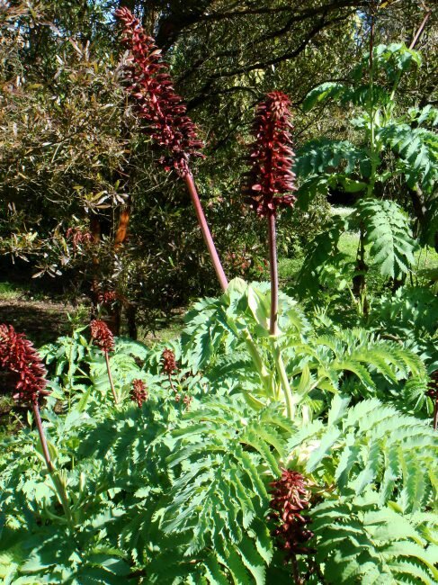 Grote honingbloem (Melianthus major)