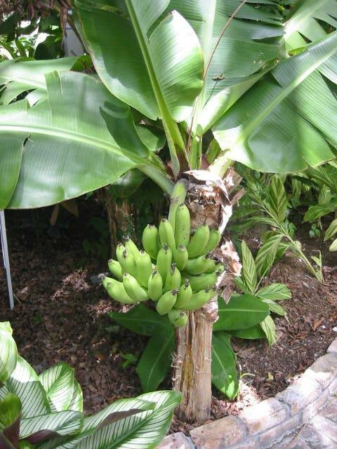Plantagebanaan (Musa x paradisiaca)