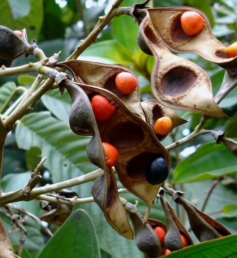 Peronia (Ormosia krugii)