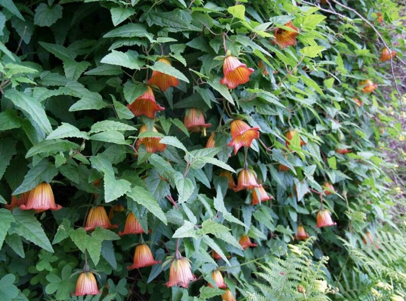 Canarisch klokje (Canarina canariensis)
