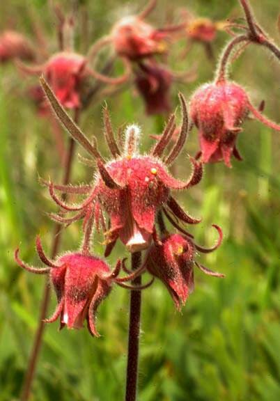 Prairierook (Geum triflorum)