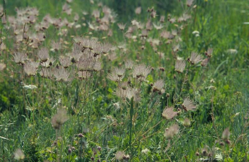 Prairierook (Geum triflorum)