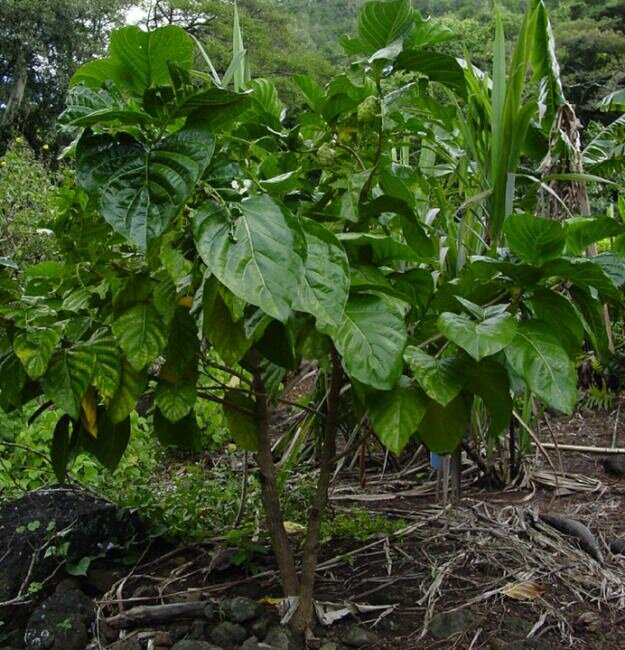 Noni (Morinda citrifolia)
