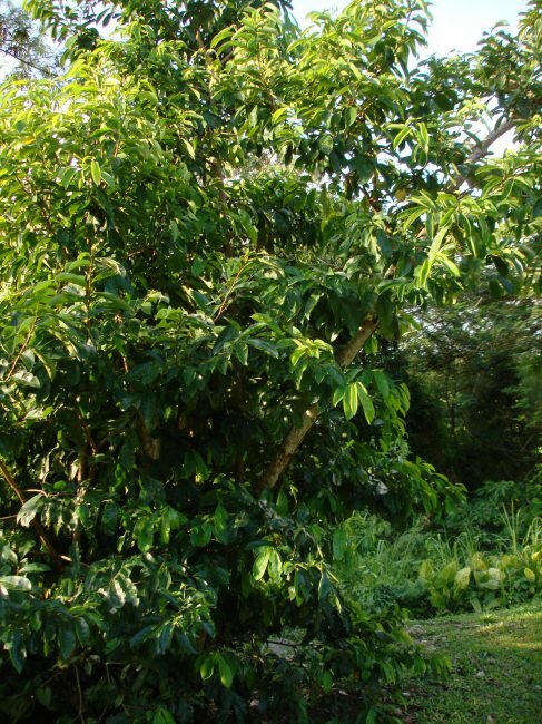 Zuurzak (Annona muricata)