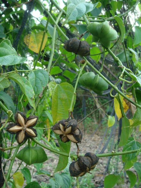 Sacha Inchi (Plukenetia volubilis)