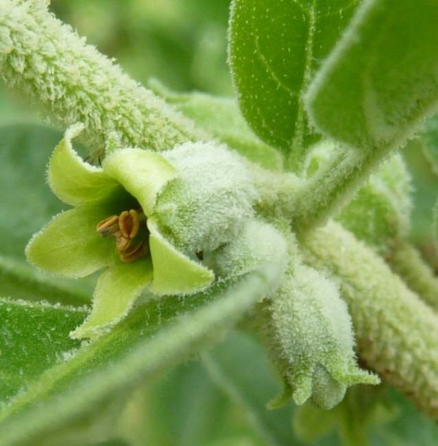 Ashwaganda (Withania somnifera)