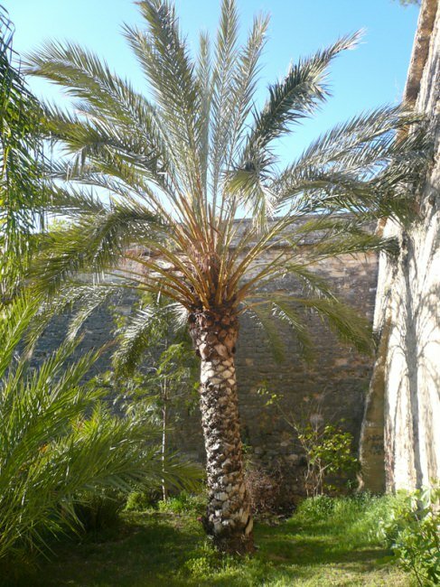 Dadelpalm (Phoenix dactylifera)