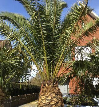 Dadelpalm (Phoenix dactylifera)