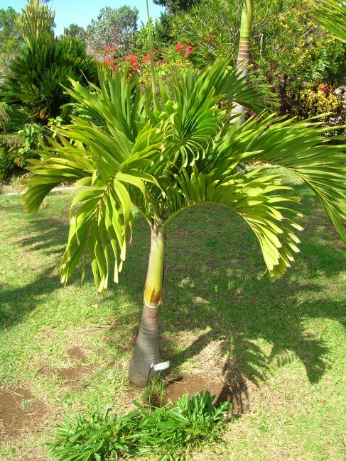 Manilla Palm (Veitchia merrillii)