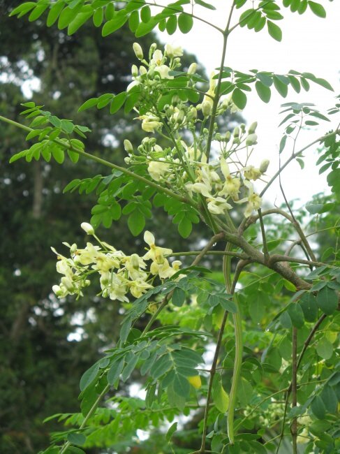 Moringa (Moringa oleifera)